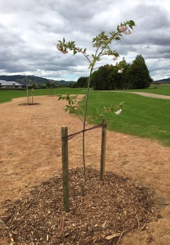 Planting flowering cherries 2